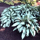 Pulmonaria 'Silver Scimitar'