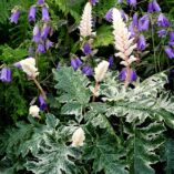 Acanthus ‘Whitewater’