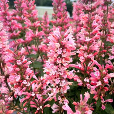 Agastache 'Pink Pearl'