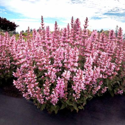 Agastache 'Pink Pearl'