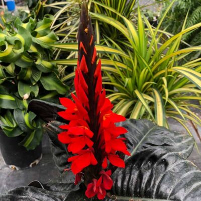 Aphelandra NOVA® 'Fuego'