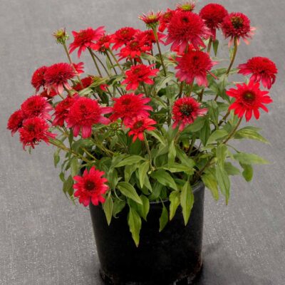 Echinacea DELIGHTFUL™ 'Sangria'