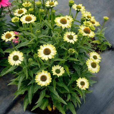 Echinacea PRIMA™ 'Lime'