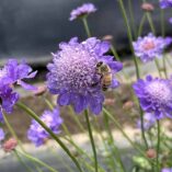 Scabiosa NOVA® 'Dew Drops'