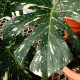 Monstera Thai Constellation