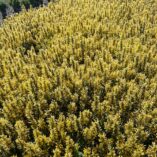 Agastache POQUITO® 'Butter Yellow'