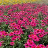 Echinacea KISMET™ 'Raspberry'