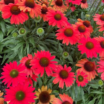 Echinacea KISMET® 'Red'