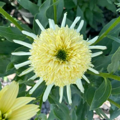 Echinacea SUN DIAL™ 'Zenith'