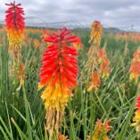 Kniphofia 'Rocket Jr.'