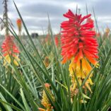 Kniphofia 'Rocket Jr.'