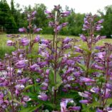 Penstemon NOVA® 'Twilight'