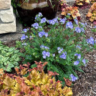 Polemonium 'Hurricane Ridge'