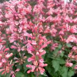 Agastache 'Pink Pearl'