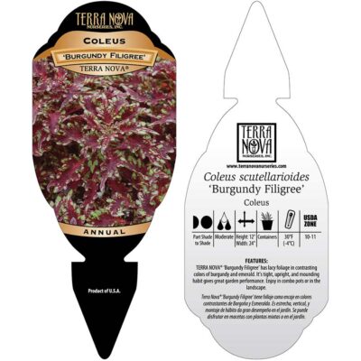 Coleus TERRA NOVA® 'Burgundy Filigree' - Tag