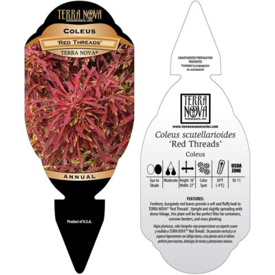 Coleus TERRA NOVA® 'Red Threads' - Tag