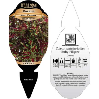 Coleus TERRA NOVA® 'Ruby Filigree' - Tag