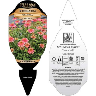 Echinacea CARA MIA™ 'Seashell' - Tag