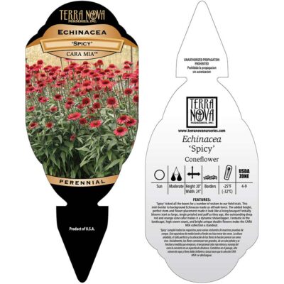 Echinacea CARA MIA™ 'Spicy' - Tag