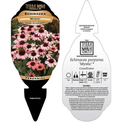 Echinacea DARK SHADOWS™ 'Mystic' - Tag