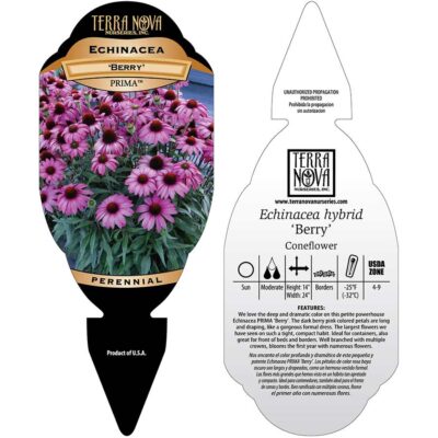 Echinacea PRIMA™ 'Berry' - Tag