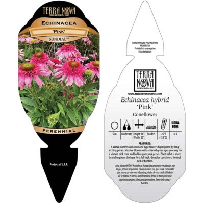 Echinacea SUNDIAL™ 'Pink' - Tag