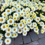 Leucanthemum 'Lemon Meringue'