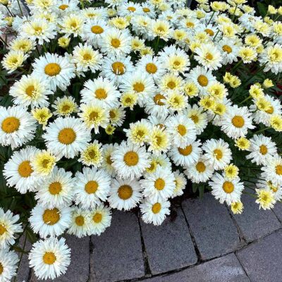 Leucanthemum Lemon™ Meringue