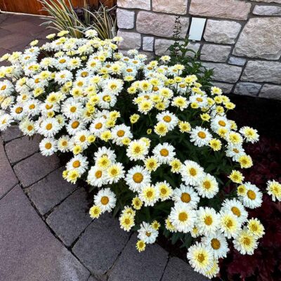 Leucanthemum Lemon™ Meringue