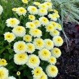 Leucanthemum 'Luna'