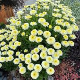 Leucanthemum 'Luna'