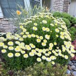 Leucanthemum 'Luna'