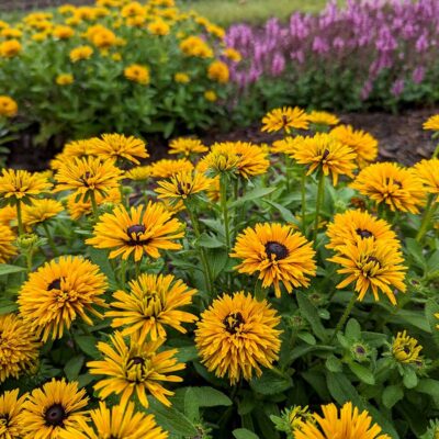 Rudbeckia 'Lion Cub'