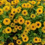 Rudbeckia 'Lion Cub'