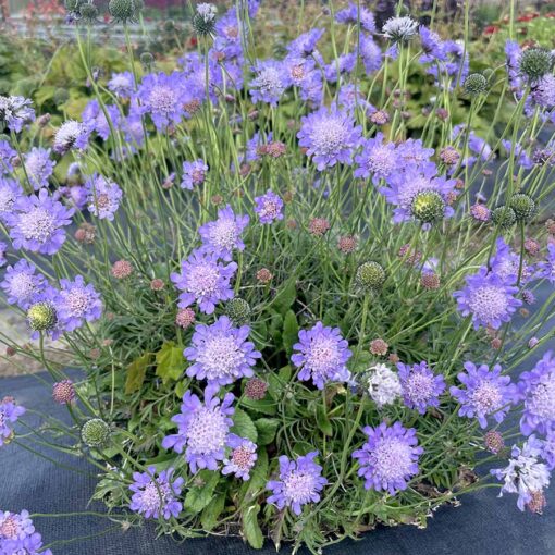 Scabiosa NOVA® 'Dew Drops'