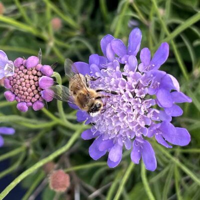 Scabiosa NOVA® 'Dew Drops'