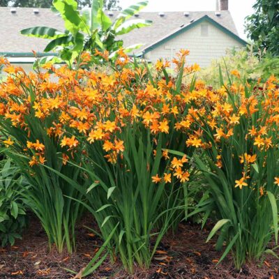 Crocosmia NOVA® 'Gold Dragon'