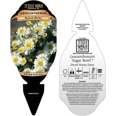 Leucanthemum 'Sugar Bowl' - Tag