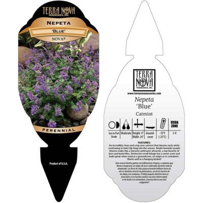 Nepeta NOVA® 'Blue' - Tag