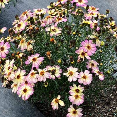 Coreopsis NOVA® 'Jewel'