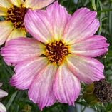 Coreopsis NOVA® 'Jewel'