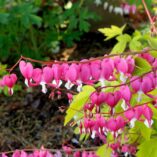 Dicentra 'Gold Heart'