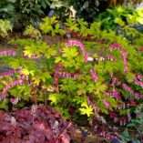 Dicentra 'Gold Heart'