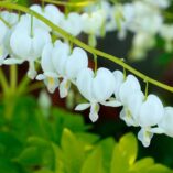 Dicentra 'White Gold'