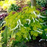 Dicentra 'White Gold'