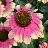 Echinacea KISMET® 'Pink Lemonade'