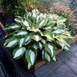 Hosta 'Raspberry Sundae'