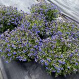 Pulmonaria NOVA® 'Cobalt'