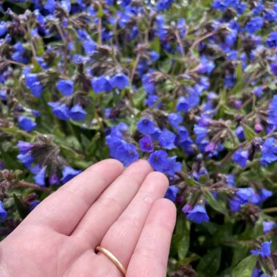 Pulmonaria NOVA® ‘Cobalt’