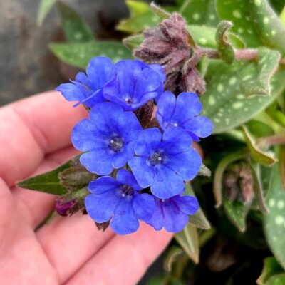 Pulmonaria NOVA® ‘Cobalt’